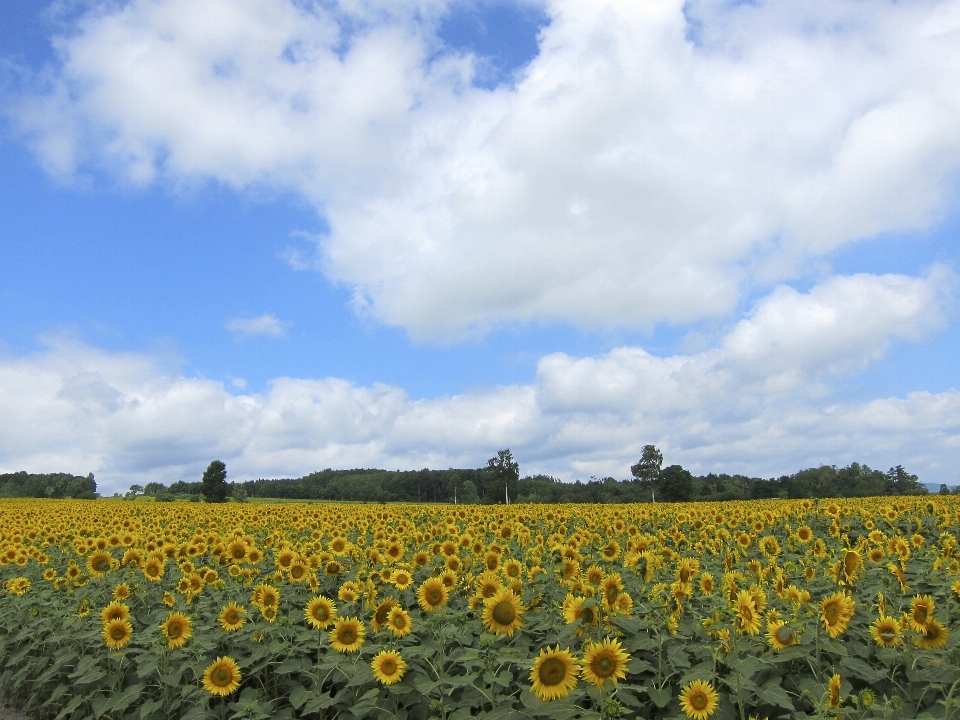 Nature plant sky white