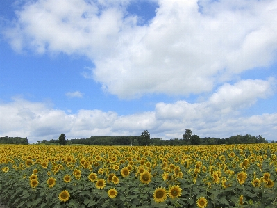 Nature plant sky white Photo