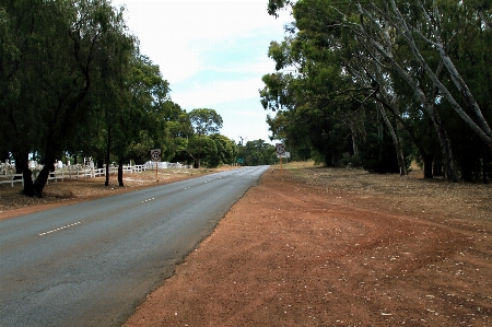 Tree road trail street Photo