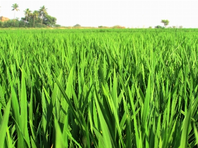 Nature grass growth plant Photo