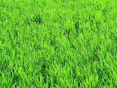 Grass plant field lawn Photo