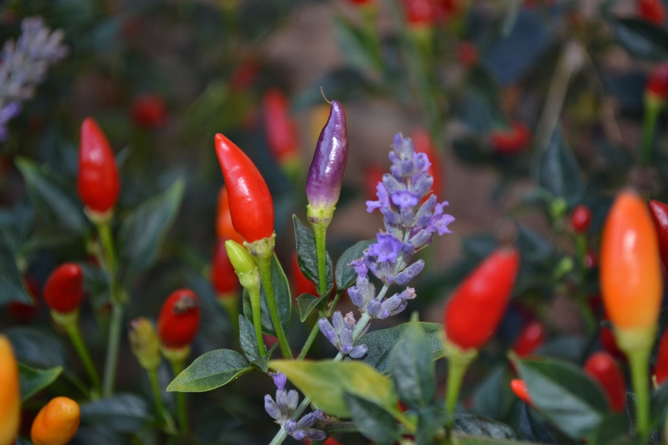 Plant fruit flower purple