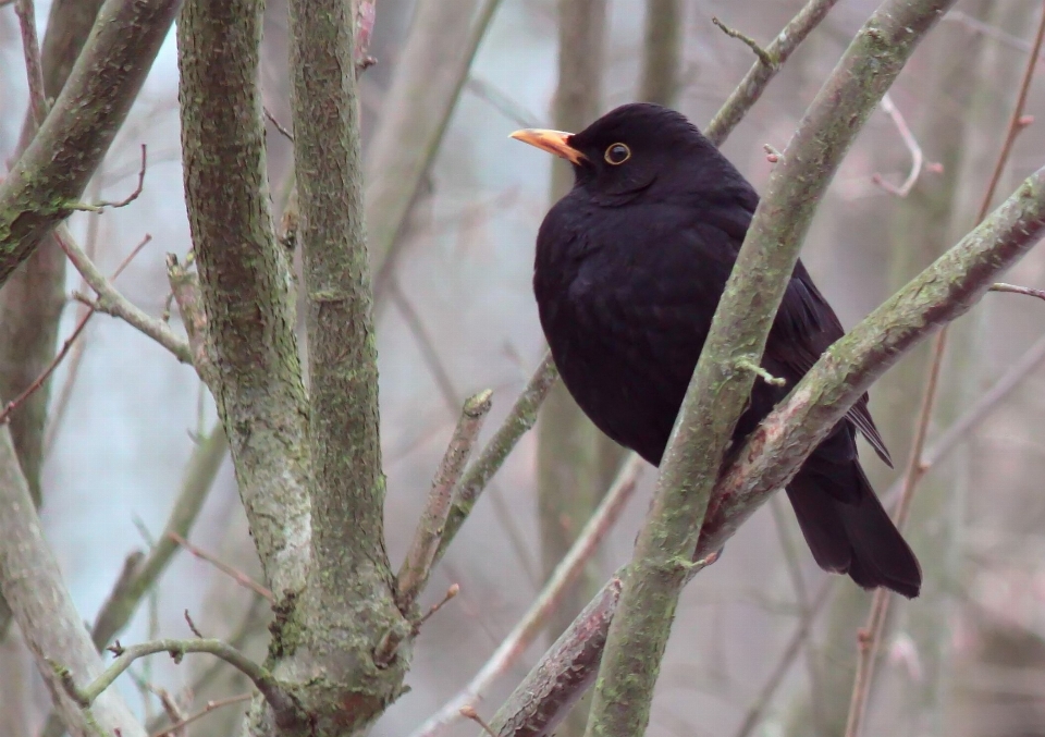 Tree nature branch bird