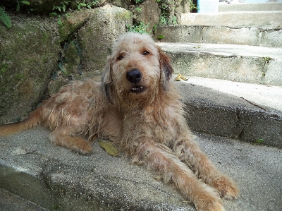 Foto Natura capelli cucciolo cane