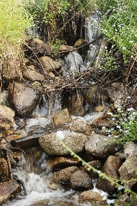 Water nature forest rock Photo