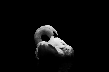 手 黒と白
 写真撮影 野生動物 写真