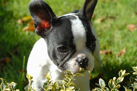 Grass puppy dog animal Photo