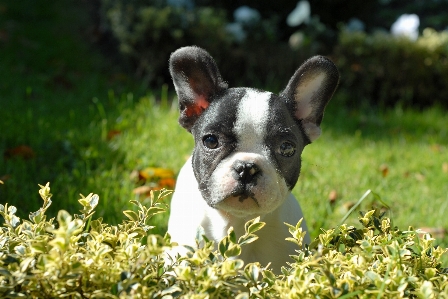 Foto Grama filhote de cachorro animal