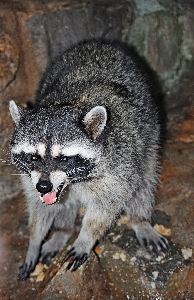 Alone isolated wildlife zoo Photo