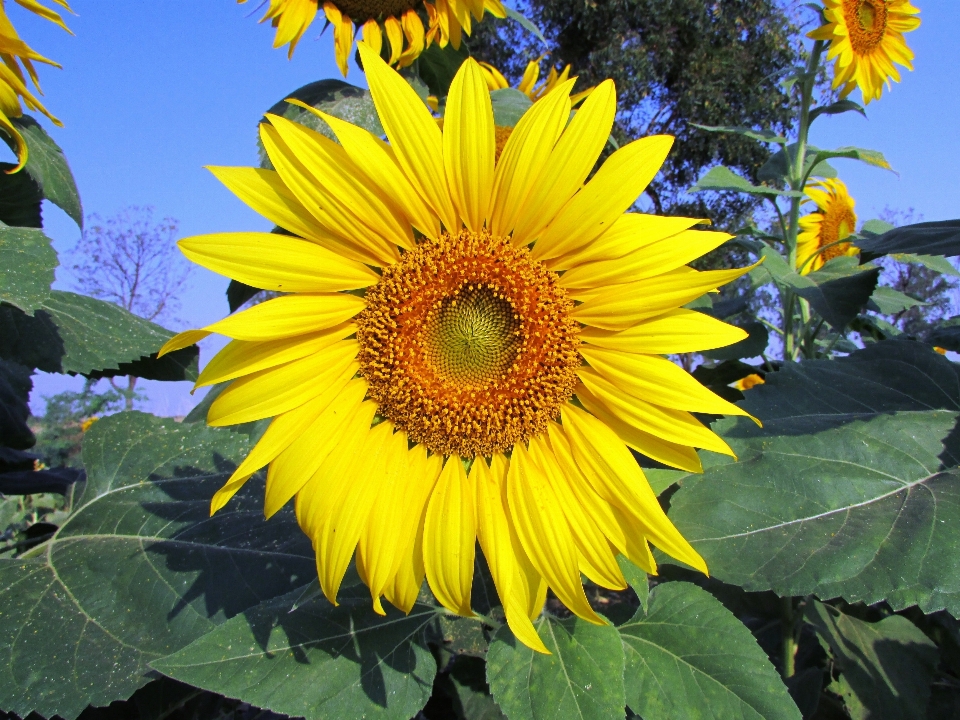 Anlage feld bauernhof blume