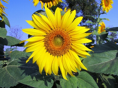 Foto Plantar campo fazenda flor