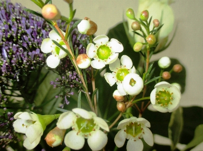 Blossom plant white flower Photo