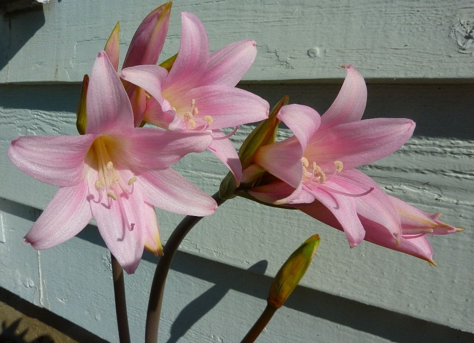 Nature fleurir croissance usine