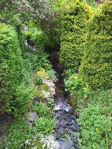 Tree water nature forest Photo