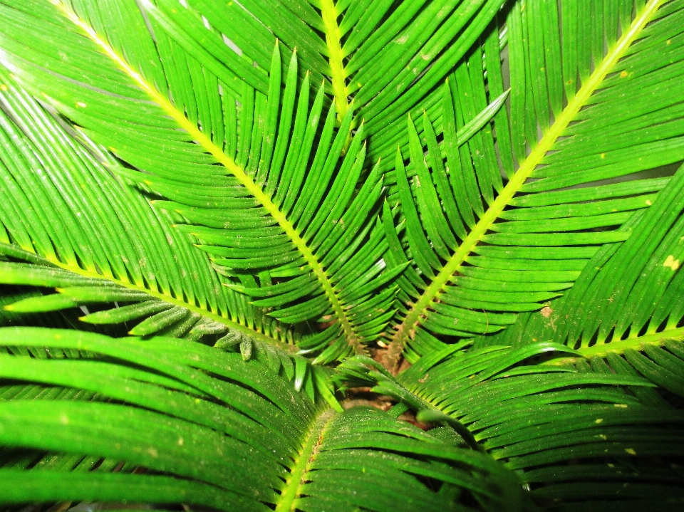 Baum natur wald zweig