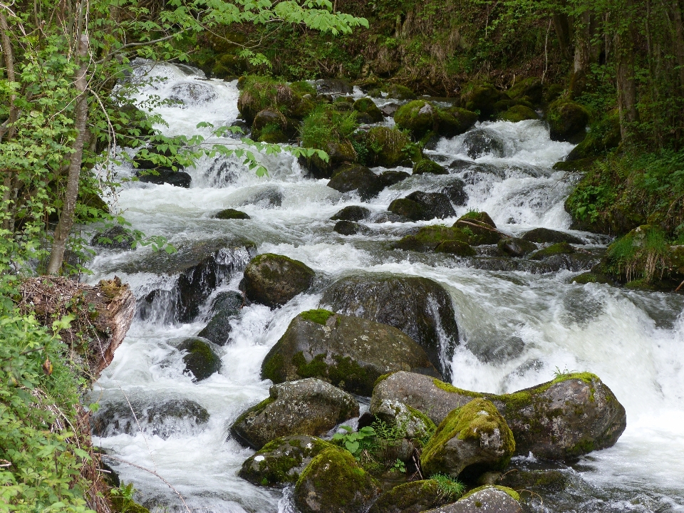 Eau nature forêt cascade