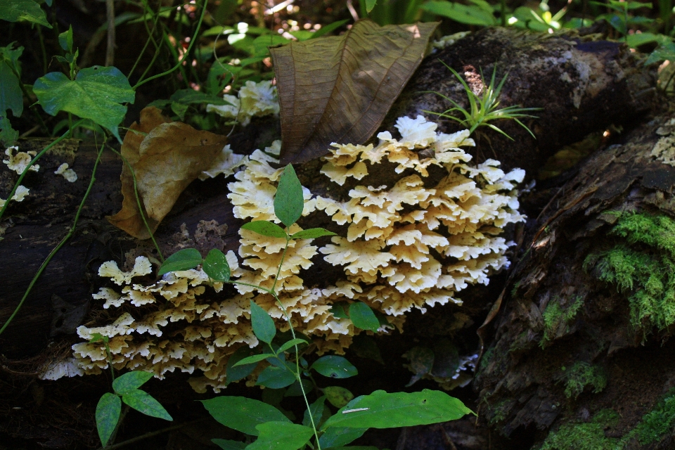 árbol planta hoja flor