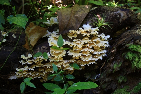 树 植物 叶子 花 照片