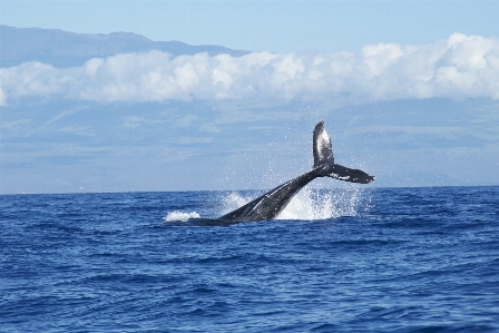 Sea water nature ocean Photo