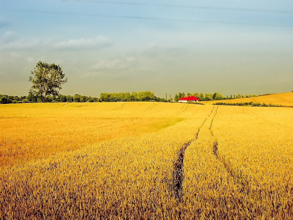 Landscape horizon plant field