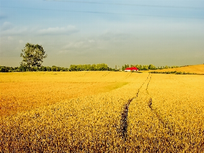 Landscape horizon plant field Photo