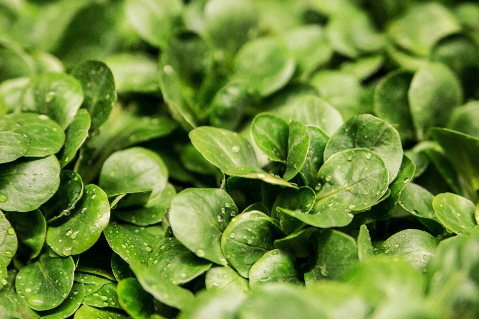 Tanaman daun makanan salad