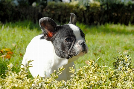 Grass white puppy dog Photo