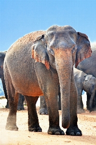 Sand wildlife dust mammal Photo