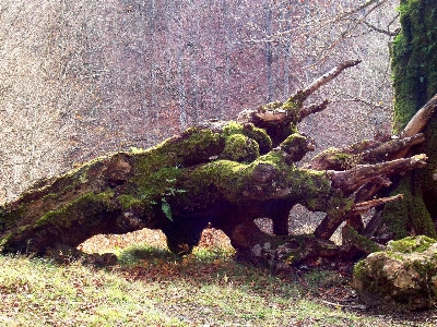 Foto Albero natura pianta legna