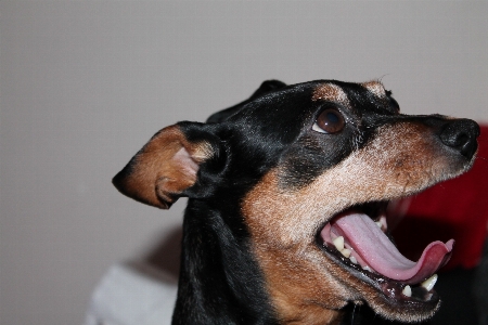 Foto Anjing mamalia merapatkan
 bertulang belakang
