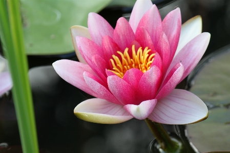 Water blossom plant flower Photo