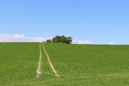 Nature grass horizon structure Photo