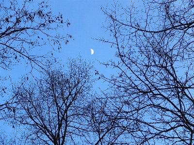 Baum natur wald zweig Foto