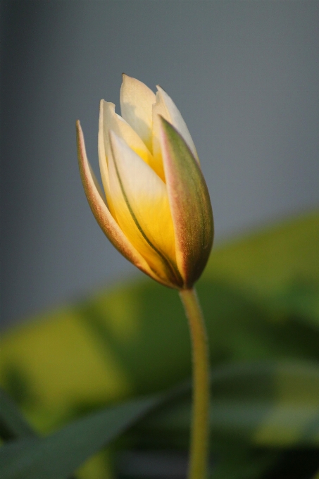 Naturaleza florecer luz planta