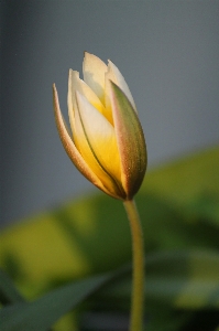 Nature blossom light plant Photo