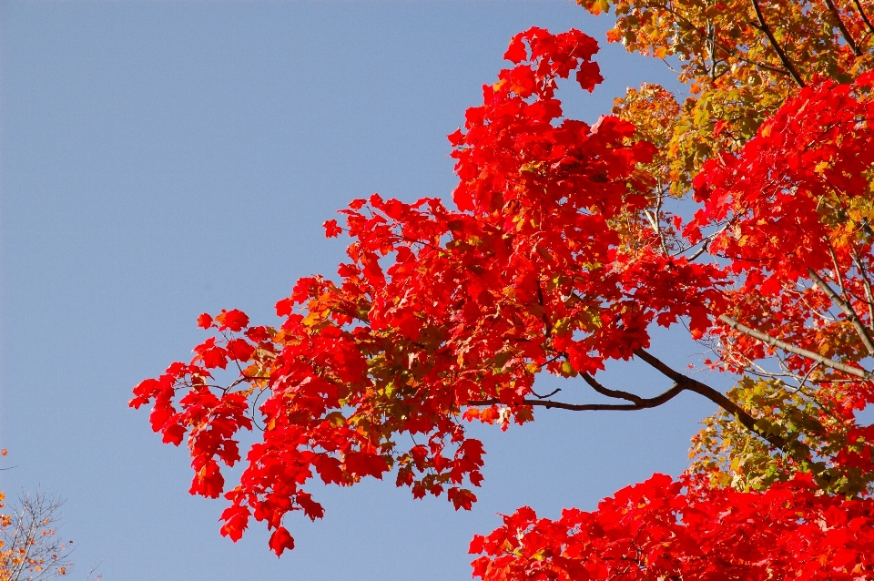 Albero ramo fiore pianta