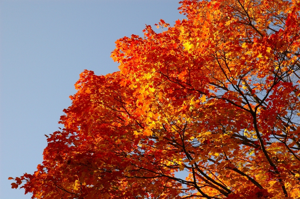 árbol rama planta luz de sol