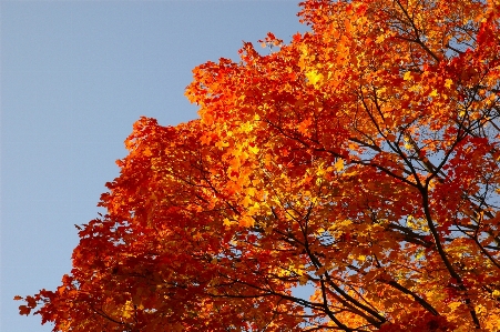 Foto Albero ramo pianta luce del sole