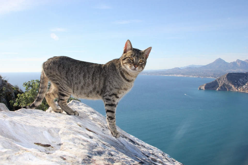 Katze katzenartig säugetier fauna