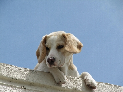 Roof puppy dog cute Photo