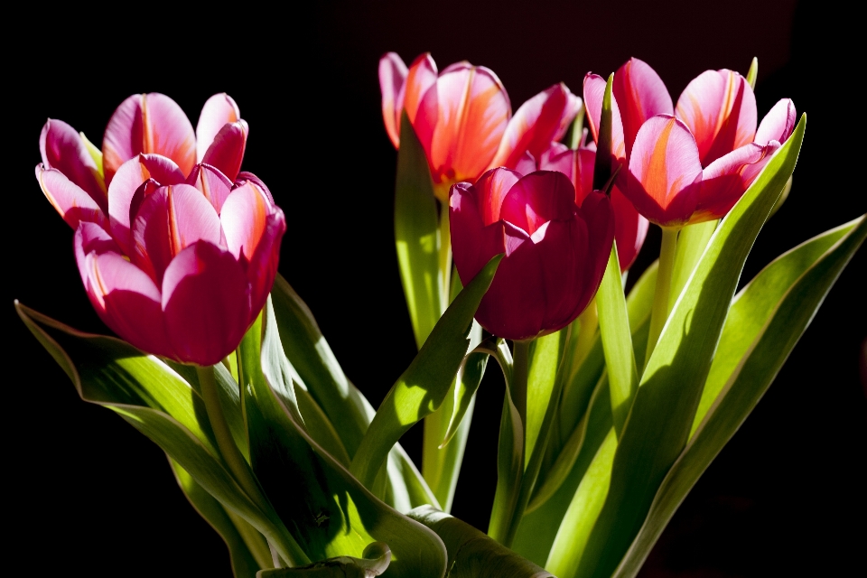 Planta flor pétalo tulipán