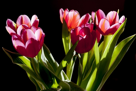 Plant flower petal tulip Photo