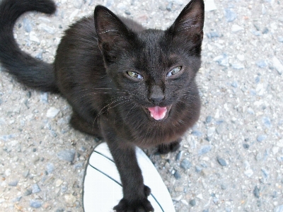 Foto Doce animal bonitinho bicho de estimação