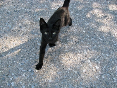 Foto Doce animal bonitinho bicho de estimação