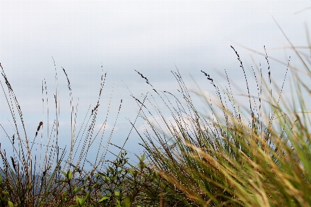 Nature grass marsh branch Photo