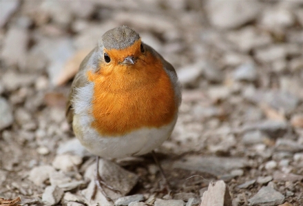 Nature bird view animal Photo