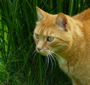 Foto Erba capelli animale domestico