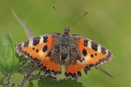 Foto Naturaleza ala flor animal