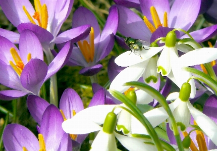 Nature blossom plant white Photo