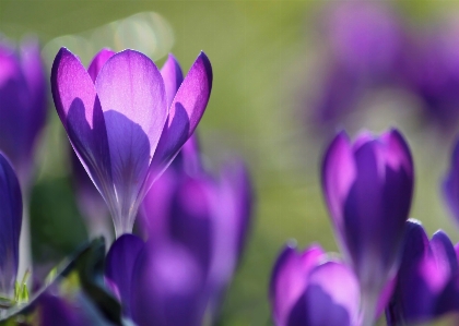 Natur blüte licht anlage Foto